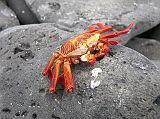 Galapagos 3-1-07 Espanola Punta Suarez Sally Lightfoot Crab